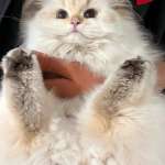 Продажа домашних кошек, фото