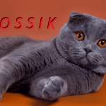 Слава, фото