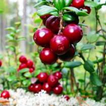 Брусника, в Санкт-Петербурге