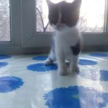 Черно-белого котенка отдам бесплатно, в Хабаровске