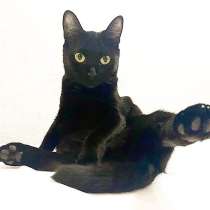 Чёрная кошка в добрые руки, в Москве