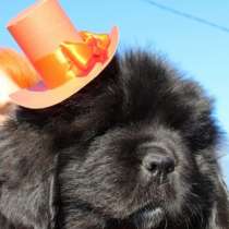 Щенки ньюфаундленда СШ - Франция &ndash; Дания!, в Санкт-Петербурге