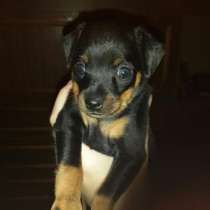 щенков той-терьера, в Челябинске