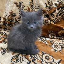 Девочка мейн Кун полидакт, в Екатеринбурге