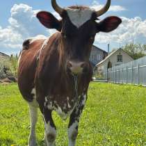 Молоко коровье, в Щелково