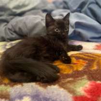 Котенок (девочка), в Иркутске