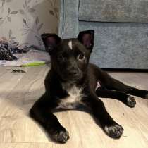 КАРТОШЕЧКА ИЩЕТ ДОМ, в г.Минск