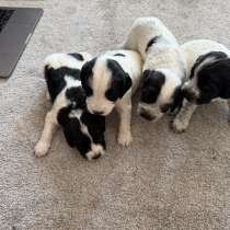 Продам щенков русский охотничий спаниель !!!, в Саранске