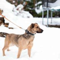 Семейный пёс небольшого размера, в Санкт-Петербурге