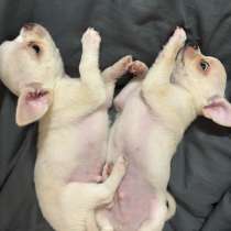 Чихуахуа, в Новочеркасске