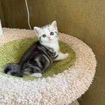 Британские котята, в г.Минск