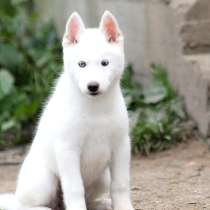Белая девочка хаски, в Москве