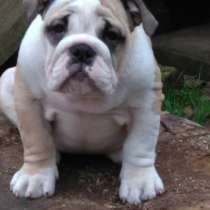 Английского бульдога шоу щенки, в Москве