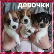 Щенки Джек Рассел Терьер, в Твери