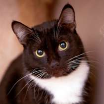 Арабика ждет встречи с чутким другом, в Москве