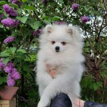 Продается подрощеный щенок померанского шпица окрас белый, в г.Минск