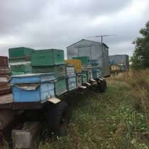 Продам пчелосемьи 4,5 тысячи, в Балашове