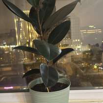 Комнатные цветы, в Москве