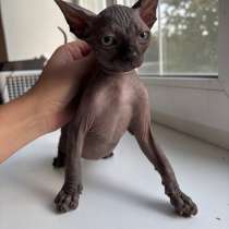 Котята сфинксы, в Коломне