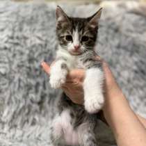 Котята 1 девочка остальные мальчики, в Чебоксарах