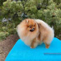 Померанский шпиц, в Твери