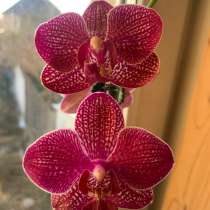 Орхидея кимоно, в Брянске