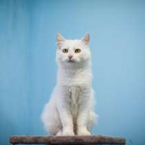 Милая и ласковая Бэлла ищет дом, в Москве