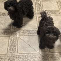 Той- пудель, в г.Берлин