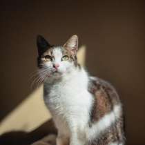 Очаровательная Ария ищет дом, в Москве