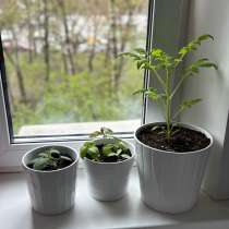 Балконный помидор, 4 базилика и апельсиновая мята, в Москве