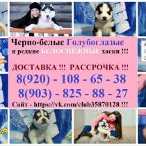 Хаски блистательных щенят продаю, в Ульяновске