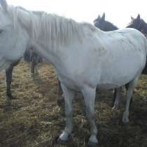 Лошадь, в Омске