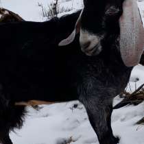 Продается нубийский козел с доками, в Липецке