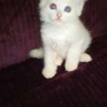 Чудесная киса ищет дом!, в Москве