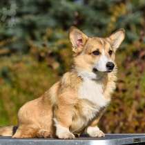 Welsh corgi pembroke, в г.Минск