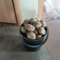 Продам картофель деревенский, в Кемерове