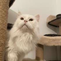 Крупная белая кошка Шаня в добрые руки, в Москве