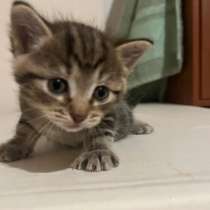 Котята в добрые руки, в Москве