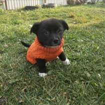 Две маленькие кнопки ищут дом, в Санкт-Петербурге