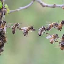 Продам пчел, ульи, пчелосемьи, пасеку, в Новосибирске