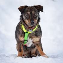 Маленькая собака Тося в добрые руки, в Москве