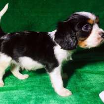 Кавалер кинг чарльз + кокер спаниэль, в Переславле-Залесском