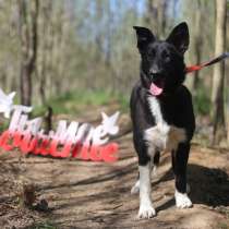 Коротколапик Тея ищет дом, в Москве