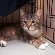 С печальным прошлым котик Чук, в Москве