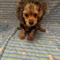 Йоркширский терьер, в Москве