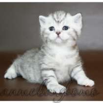 Котята британская короткошерстная, в Санкт-Петербурге