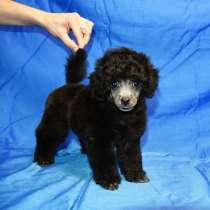 Щенок пуделя миниатюрный серебристый Джентли Борн Рикки, в Долгопрудном