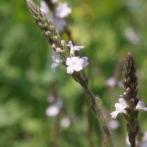 Колдовское растение - вербена лекарственная. Семена почтой, в Томске