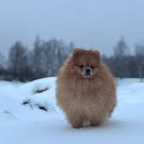 Шпиц померанец, в Муроме