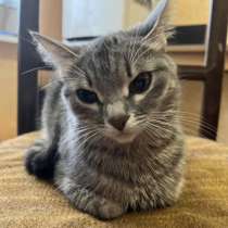 Отдаю в добрые руки, кошку 1.5 года! очень добрая, нежная, в Самаре